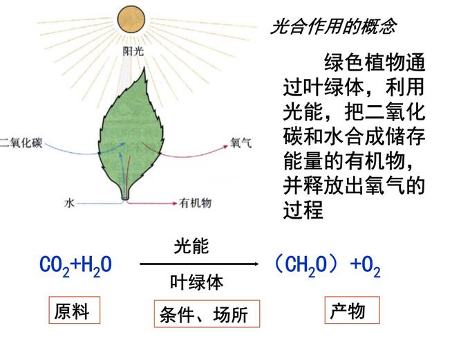 光合作用原理（光合作用原理是什么）