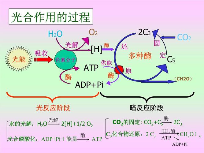 光合作用原理（光合作用原理是什么）