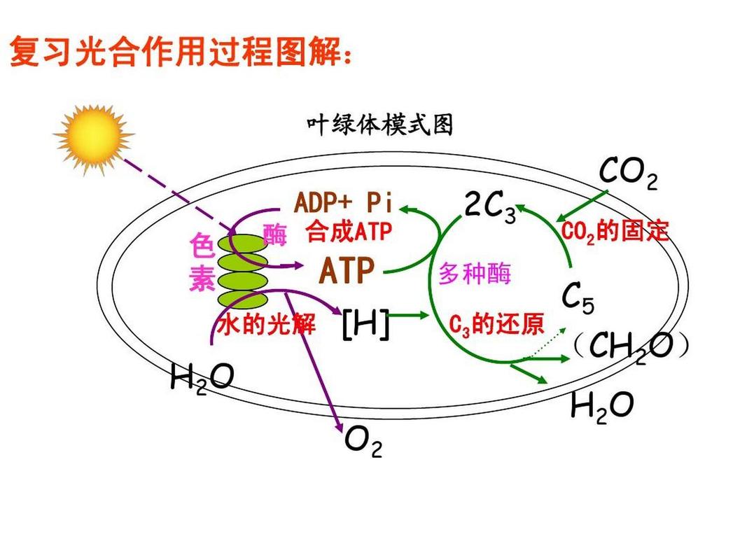 光合作用原理（光合作用原理是什么）